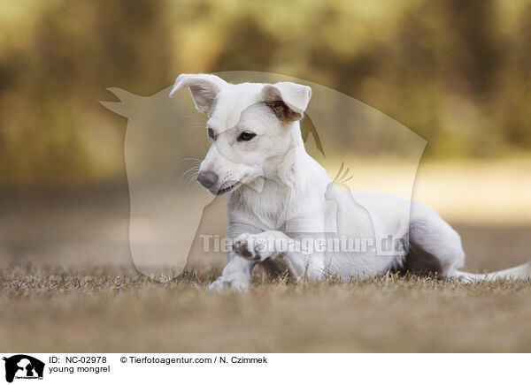 junger Mischling / young mongrel / NC-02978