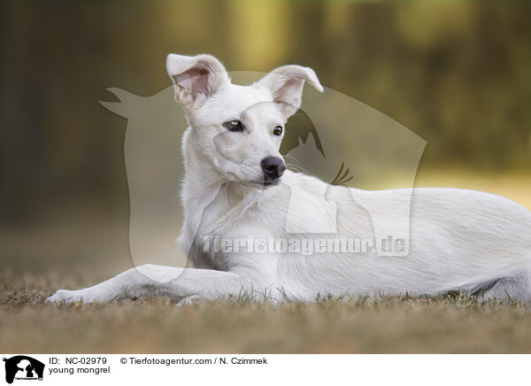 junger Mischling / young mongrel / NC-02979
