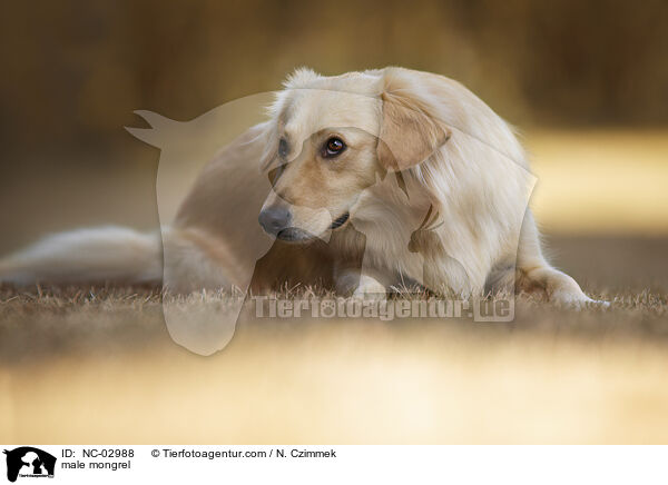 Mischling Rde / male mongrel / NC-02988