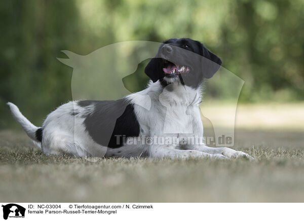 Parson-Russell-Terrier-Mischling Hndin / female Parson-Russell-Terrier-Mongrel / NC-03004