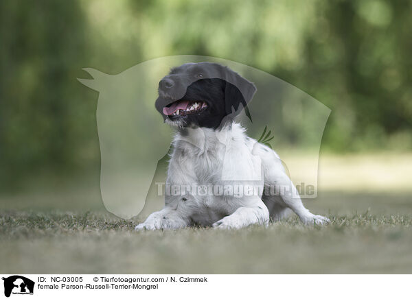 Parson-Russell-Terrier-Mischling Hndin / female Parson-Russell-Terrier-Mongrel / NC-03005