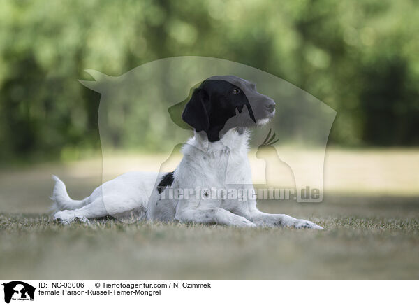 Parson-Russell-Terrier-Mischling Hndin / female Parson-Russell-Terrier-Mongrel / NC-03006