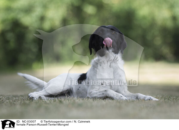 Parson-Russell-Terrier-Mischling Hndin / female Parson-Russell-Terrier-Mongrel / NC-03007