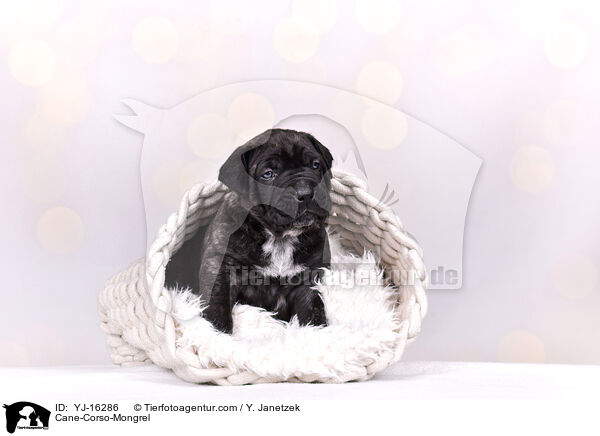 Cane-Corso-Mischling / Cane-Corso-Mongrel / YJ-16286