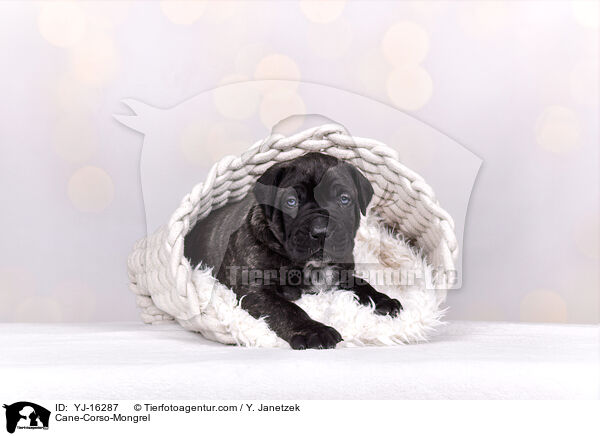 Cane-Corso-Mischling / Cane-Corso-Mongrel / YJ-16287