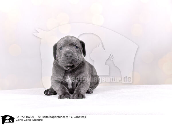 Cane-Corso-Mischling / Cane-Corso-Mongrel / YJ-16290