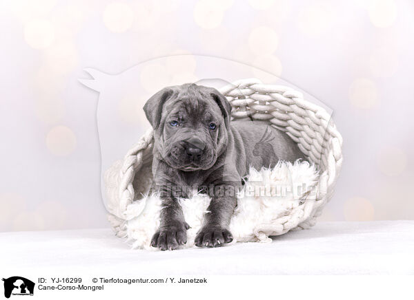 Cane-Corso-Mischling / Cane-Corso-Mongrel / YJ-16299