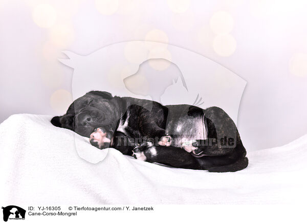 Cane-Corso-Mischling / Cane-Corso-Mongrel / YJ-16305