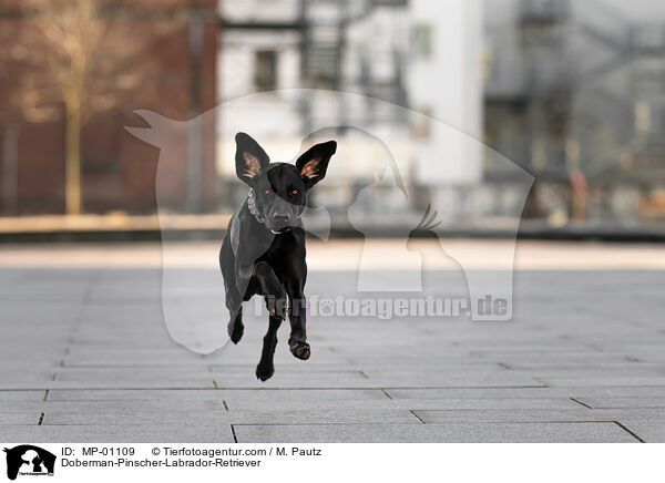 Dobermann-Labrador-Retriever / Doberman-Pinscher-Labrador-Retriever / MP-01109