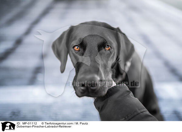 Dobermann-Labrador-Retriever / Doberman-Pinscher-Labrador-Retriever / MP-01112