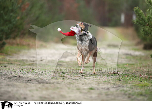 Mischling / mongrel / KB-10286