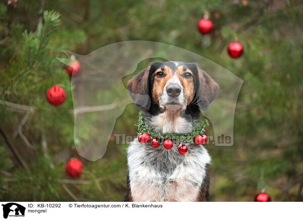 Mischling / mongrel / KB-10292