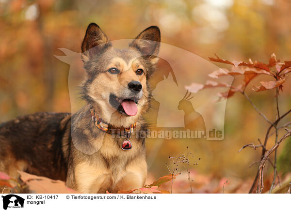 Mischling / mongrel / KB-10417