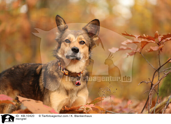Mischling / mongrel / KB-10420