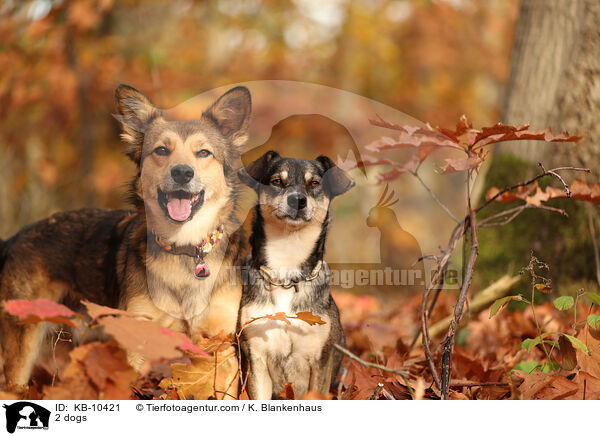 2 Hunde / 2 dogs / KB-10421