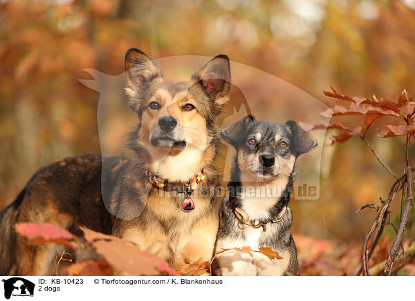2 Hunde / 2 dogs / KB-10423