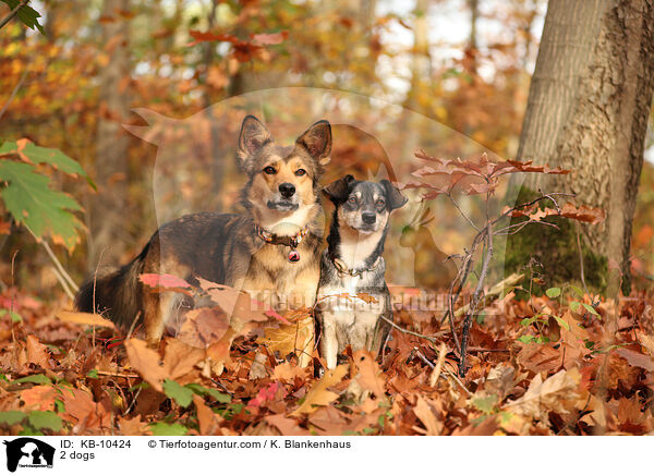 2 Hunde / 2 dogs / KB-10424