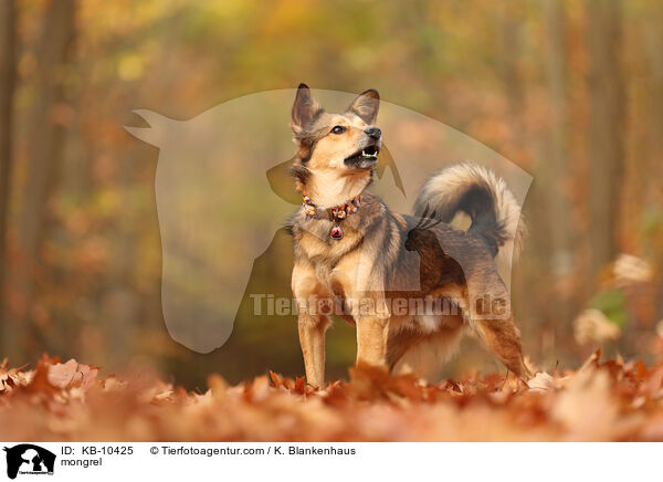 Mischling / mongrel / KB-10425