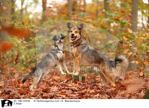 2 Hunde / 2 dogs / KB-10438