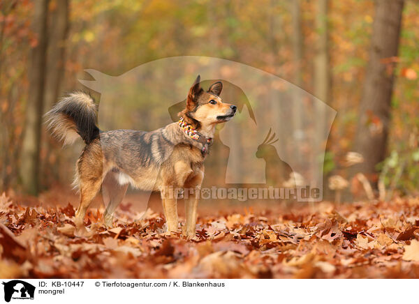 Mischling / mongrel / KB-10447
