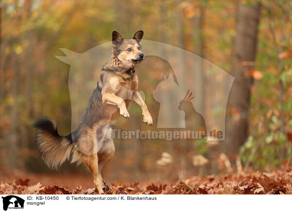 Mischling / mongrel / KB-10450