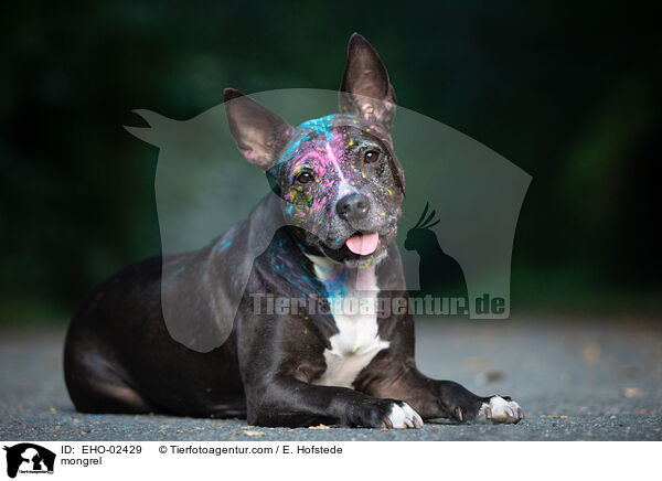 Mischling / mongrel / EHO-02429
