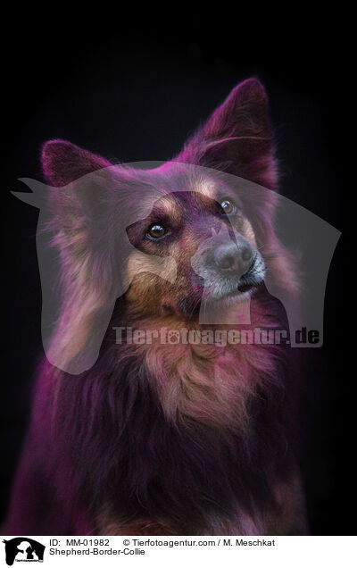 Schferhund-Border-Collie / Shepherd-Border-Collie / MM-01982