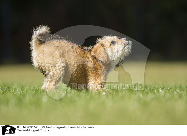 Terrier-Mischling Welpe / Terrier-Mongrel Puppy / NC-03152