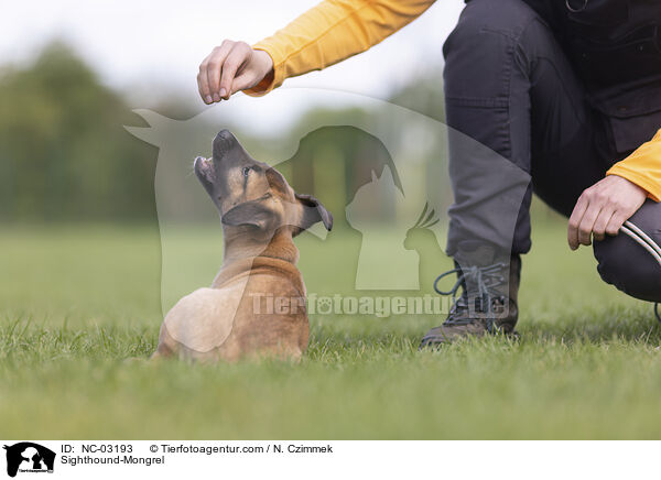 Whippet-Mischling / Sighthound-Mongrel / NC-03193