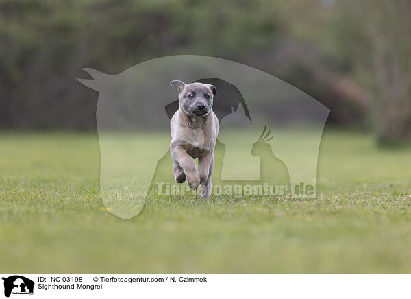 Whippet-Mischling / Sighthound-Mongrel / NC-03198