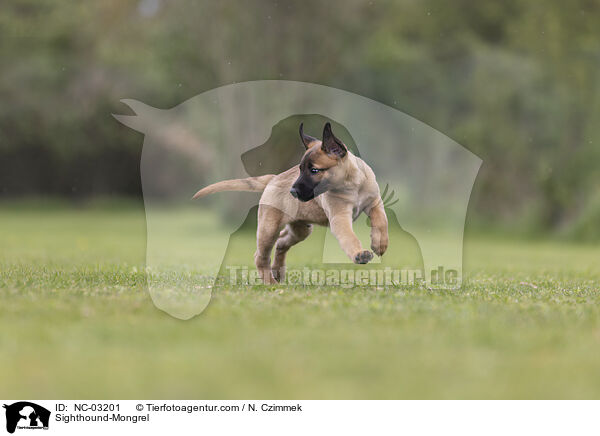Whippet-Mischling / Sighthound-Mongrel / NC-03201