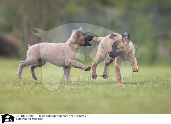 Whippet-Mischling / Sighthound-Mongrel / NC-03202