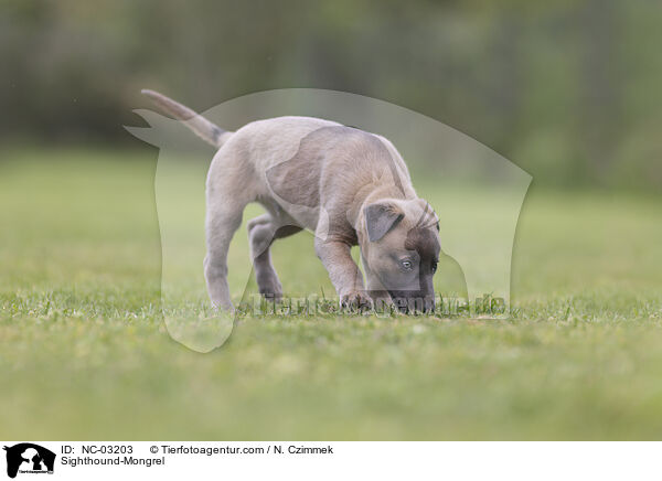 Whippet-Mischling / Sighthound-Mongrel / NC-03203