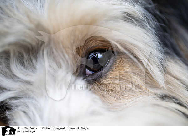 Mischling Auge / mongrel eye / JM-15457