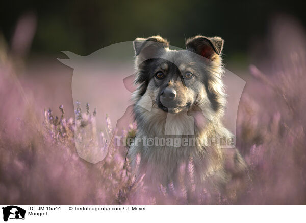 Mischling / Mongrel / JM-15544