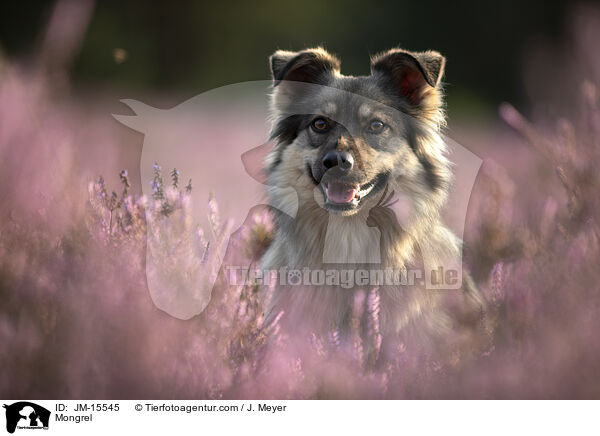 Mischling / Mongrel / JM-15545