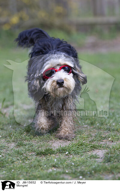 Mischling / Mongrel / JM-15652