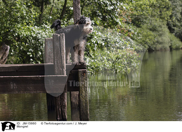 Mischling / Mongrel / JM-15660