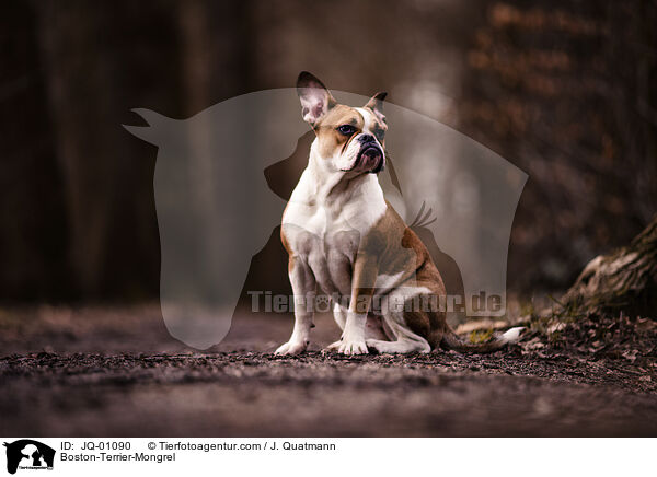 Boston-Terrier-Mischling / Boston-Terrier-Mongrel / JQ-01090