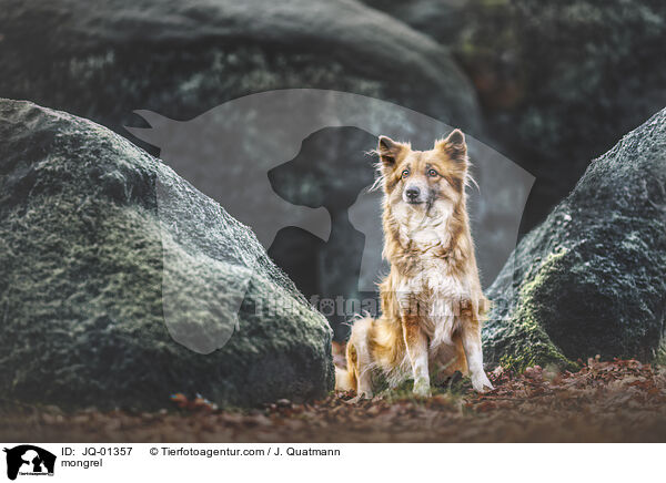 Mischling / mongrel / JQ-01357