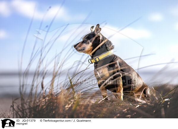 Mischling / mongrel / JQ-01379