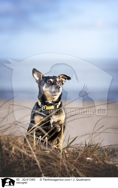 Mischling / mongrel / JQ-01380