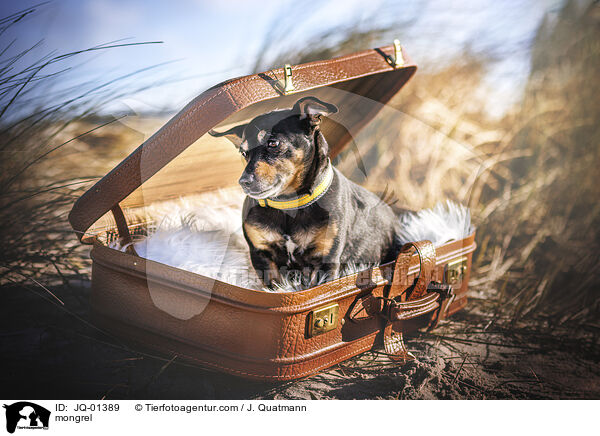 Mischling / mongrel / JQ-01389