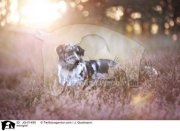 Mischling / mongrel / JQ-01495