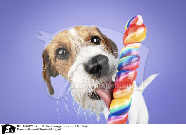 Parson-Russell-Terrier-Mischling / Parson-Russell-Terrier-Mongrel / MT-02139