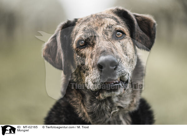 Mischling / Mongrel / MT-02165