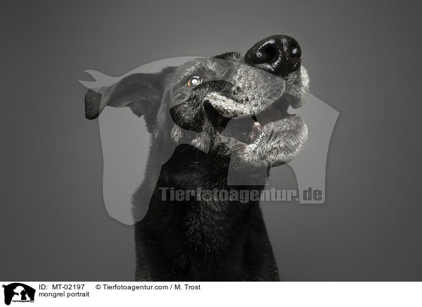Mischling Portrait / mongrel portrait / MT-02197