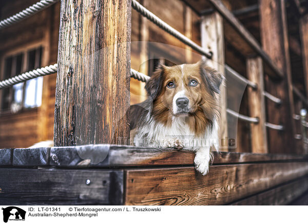 Australian-Shepherd-Mischling / Australian-Shepherd-Mongrel / LT-01341