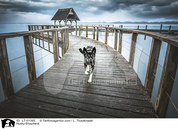 Husky-Schferhund / Husky-Shepherd / LT-01395