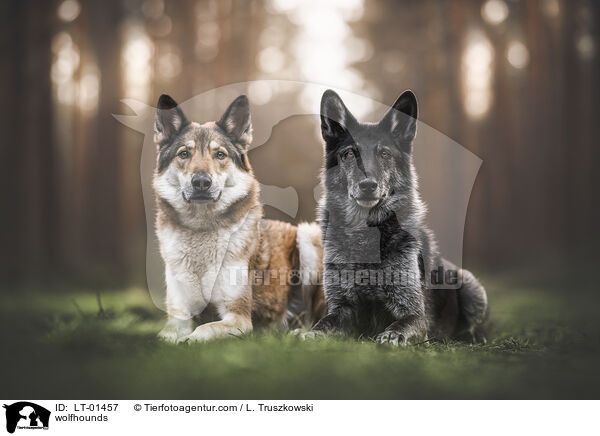 Wolfhunde / wolfhounds / LT-01457